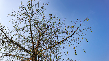 Blue sky that is in the natural state of Indonesia