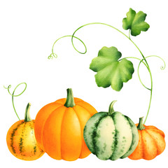 Set of pumpkins with vine and leaves. Isolated watercolor drawing of squash. Colorful seasonal vegetables.