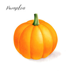 Isolated watercolor drawing of sugar pie pumpkin. Fresh autumn produce.