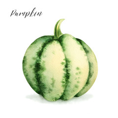 Isolated watercolor drawing of green pumpkin. Fresh seasonal produce.