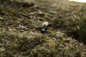 Slug on rocky ground