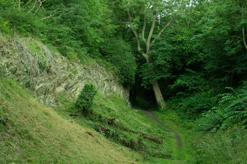 Trail next to a tree leading into the forest