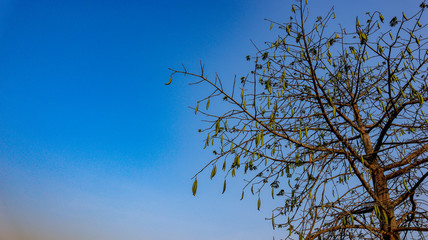 Beautiful views of the sky in the Indonesian village