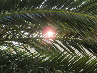 Fototapeta premium Sun through leafes of a palm