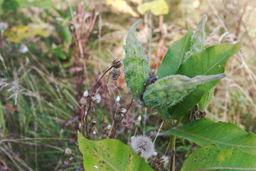 Syrian Shoop, seed boxes. Candid.
