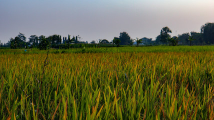 Beautiful views of the sky and rice fields in the Indonesian village
