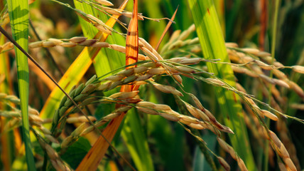 Fertile corn in the cornfield