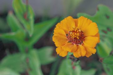 Bright beautiful garden flowers grow in the summer on the street