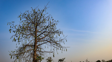 Blue sky that is in the natural state of Indonesia