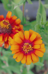 Bright beautiful garden flowers grow in the summer on the street