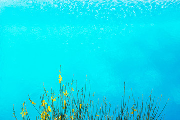 yellow flowers and blue water in a pool
