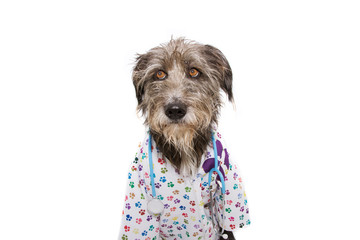 dog dressed as veterinarian wearing stethoscope and hospital gown. Isolated on white background. looking up.