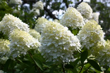 Foto auf Leinwand In a garden large magnificent inflorescences the hydrangea Limelight plentifully blossoms. © imamchits