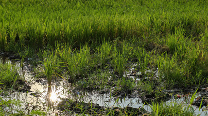 Rice field in the natural state of Indonesia