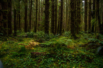 Beautiful rainforest with fern on the ground and moss on the trees - obrazy, fototapety, plakaty
