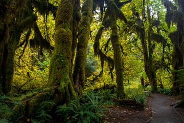Fototapeta premium Trail in Olympic National Park. Rainforest around of you