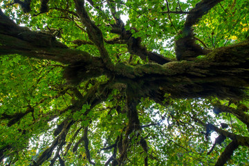 Amazing tree in a rainforest.