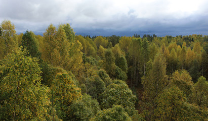 autumn forest