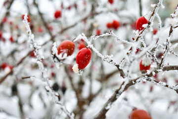 Red rose-hip in winter under frost