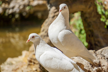 two white pigeons on fence