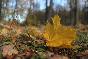 maple leaves in autumn