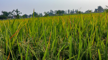 Beautiful views of the sky and rice fields in the Indonesian village