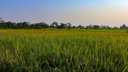 Beautiful views of the sky and rice fields in the Indonesian village