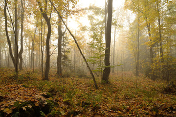Mysterious forest in the mist in the autumn