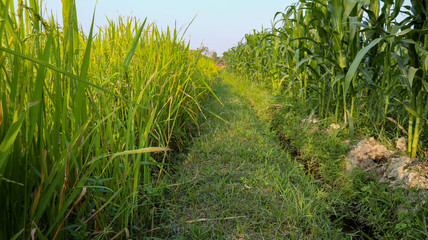 Fertile corn in the cornfield