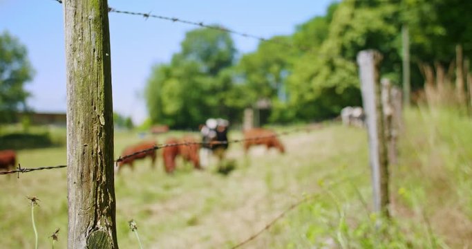 Vaches qui broutent dans un pr&eacute; par beau temps ensoleill&eacute; ciel bleu &agrave; l&rsquo;or&eacute;e d'un bois aux arbres feuillus  - campagne du lot france