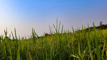 Obraz premium Beautiful views of the sky and rice fields in the Indonesian village