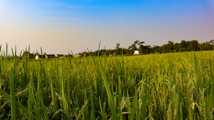 Beautiful views of the sky and rice fields in the Indonesian village