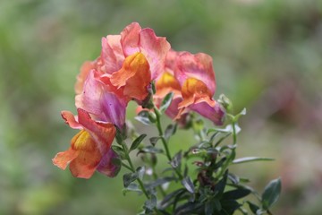 Blüten von Löwenmäulchen in orange und rot