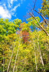 Naklejka premium Tall Birch Trees Against a Blue Sky
