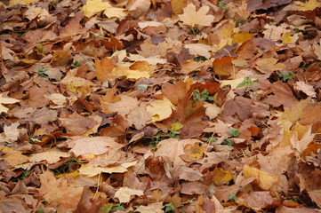Autumnal landscape with many dry leaves on the ground