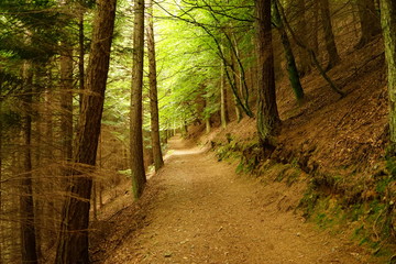 Obraz premium Pastoral Scenic Forest Trail for Hiking