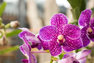Orquídeas hermosas en jardín natural