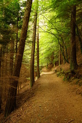 Pastoral Scenic Forest Trail for Hiking