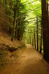 Pastoral Scenic Forest Trail for Hiking