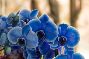 Fototapeta na wymiar Orquídeas hermosas en jardín natural