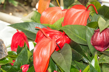 Orqu&iacute;deas hermosas en jard&iacute;n natural