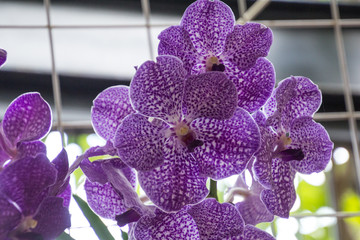 Orquídeas hermosas en jardín natural