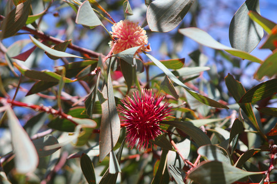 Pincushion Hakea (Hakea laurina) endemic to Australia