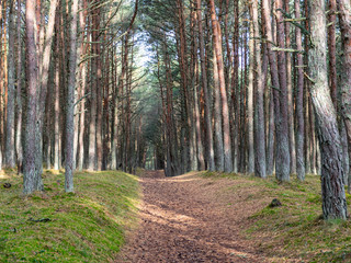 landscape with pine forest with curved trunks,