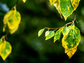 OLYMPUS DIGITAL CAMERA -LEAF