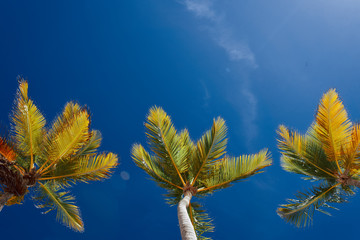 leaves and blue sky