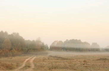 Meadow and trees with yellow leaves in the morning sun