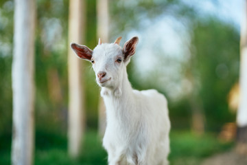 goat in the farm