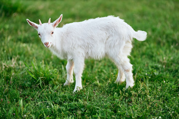 Obraz premium white goat on green grass