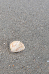 Single seashell on the beach surrounded by sand